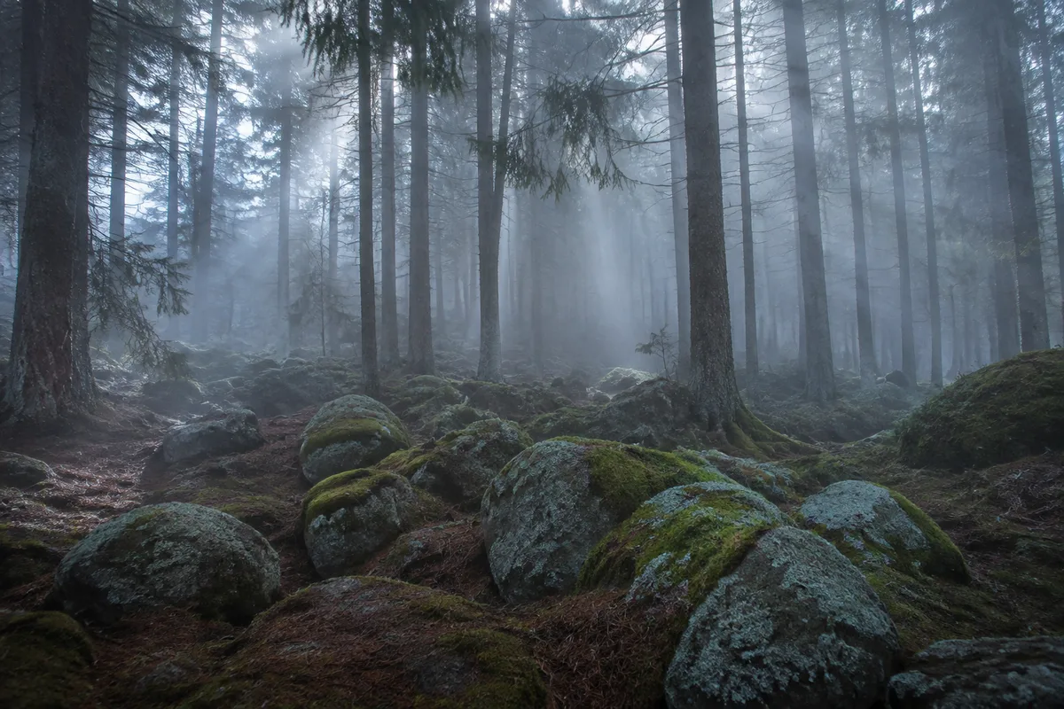 Forêt de conifères noyée dans la brume au lever du jour, blocs de granit couverts de mousse